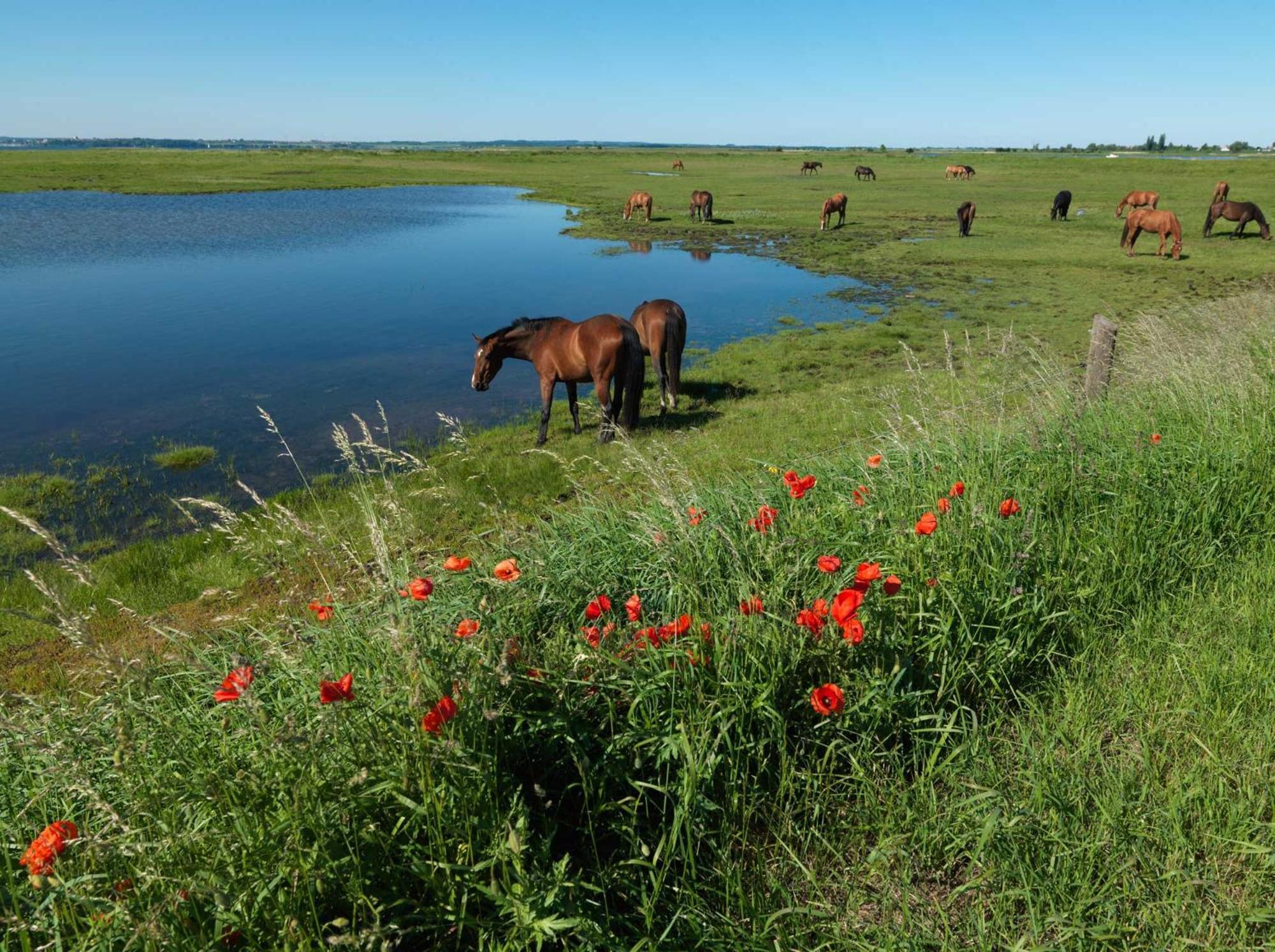 Einhusen Gute Stube Apartment Insel Poel Luaran gambar